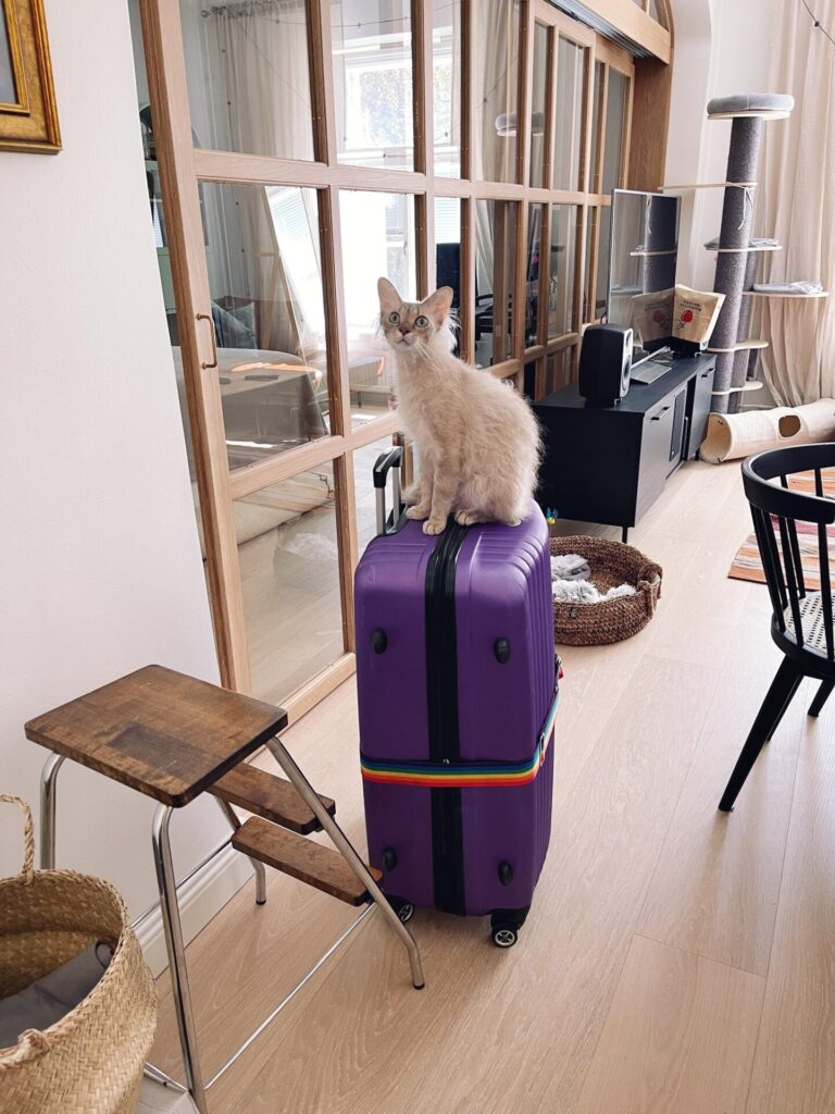 kissa-matkalaukku
